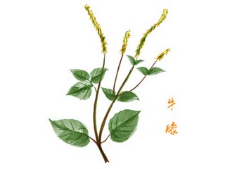 阳春三月的古诗_阳春三月的古诗