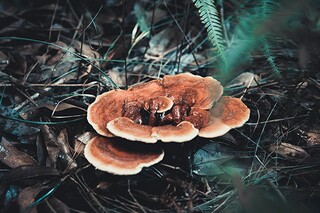春天的诗句_春天的诗句李白